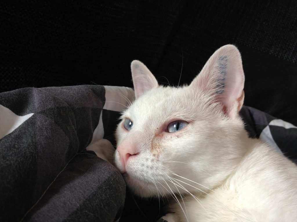 Adopting a deaf cat Deaf DarlingsDeaf Darlings