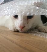 Sjov katte aktivering med papir og emballage