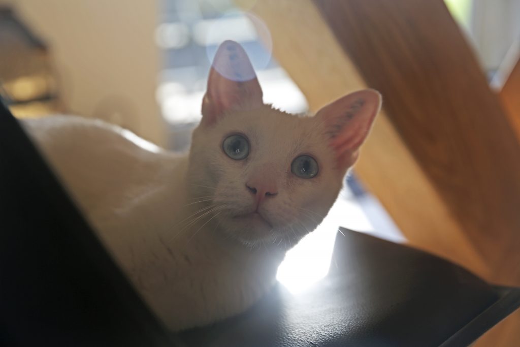 How deaf cats trick hearing humans Deaf Darlings