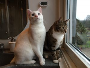 IMG_1354 døve katte