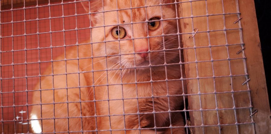 Dexter the cat