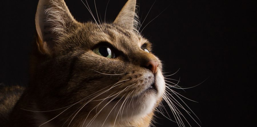 Ronja hos Pet Photo